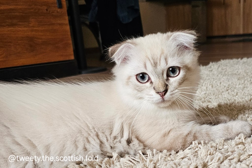 Scottish Fold Cat&nbsp;Breed