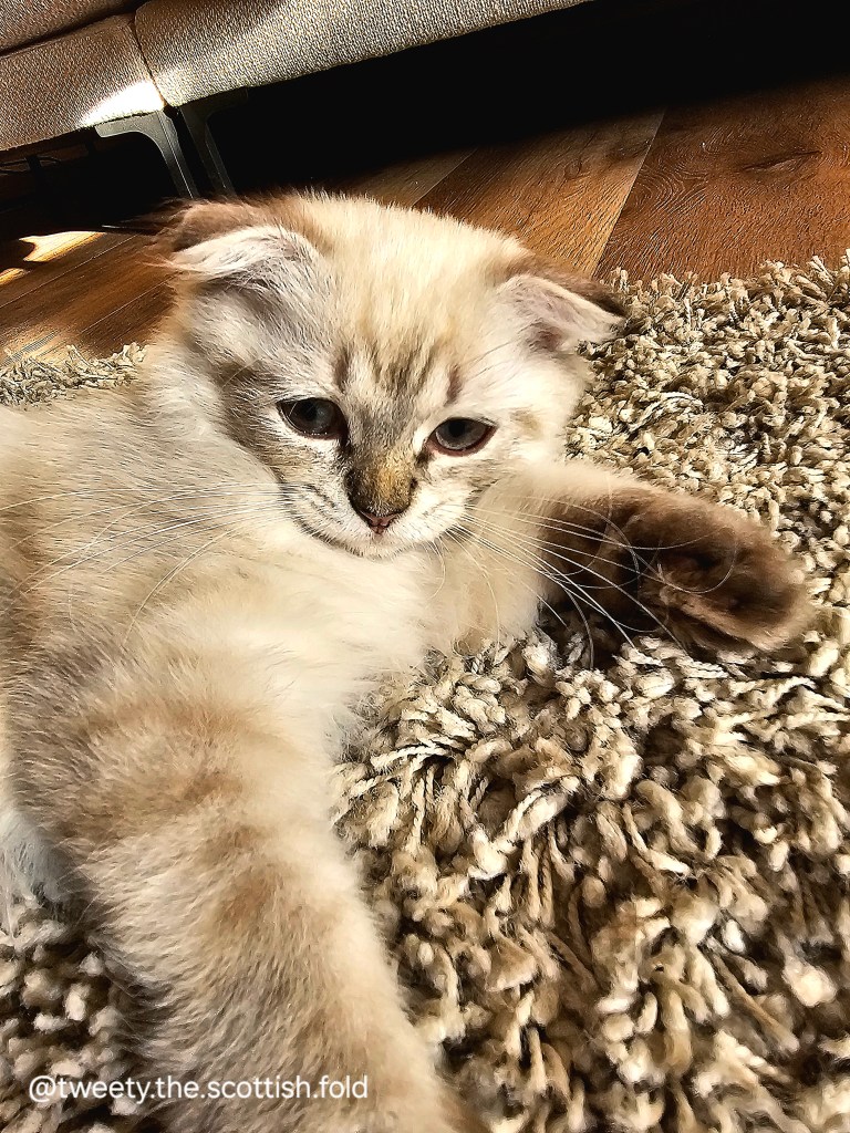 A Scottish Fold cat with light fur lying comfortably on a fuzzy rug indoors, showcasing its unique ear shape.
