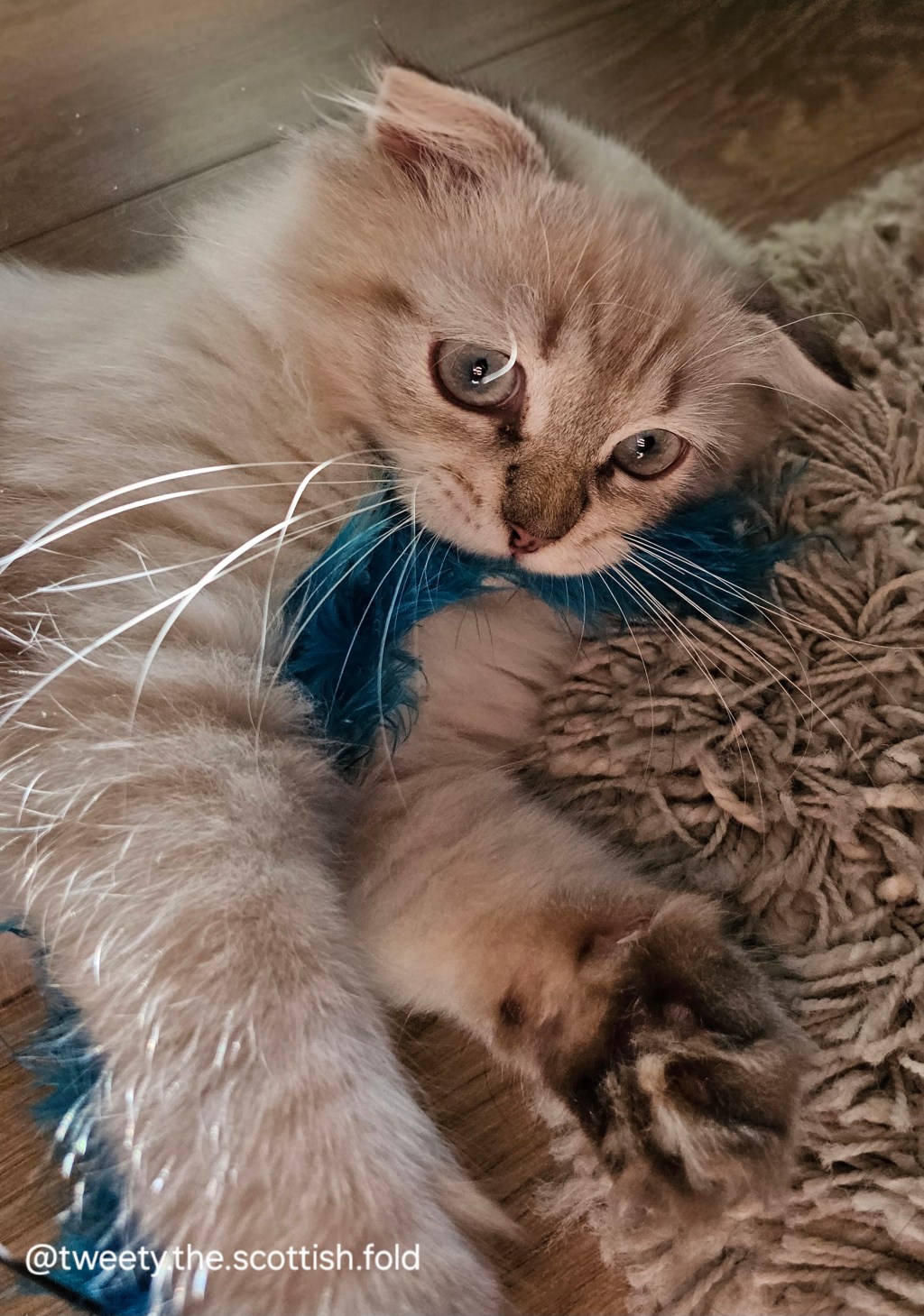 Physical Characteristics