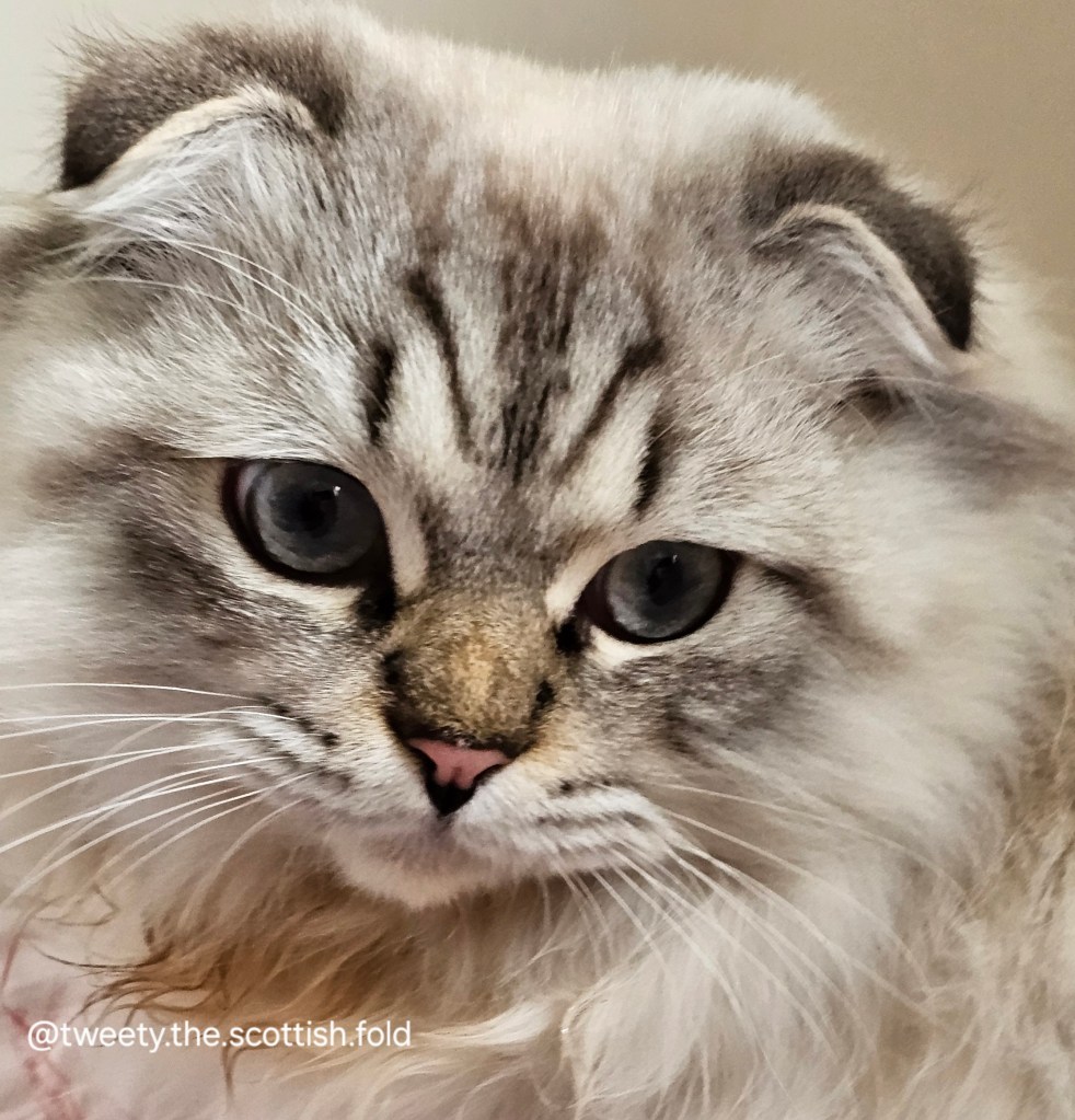 Close-up of a Scottish Fold cat's face with fluffy fur and blue round eyes, showcasing its distinctive features and expression.