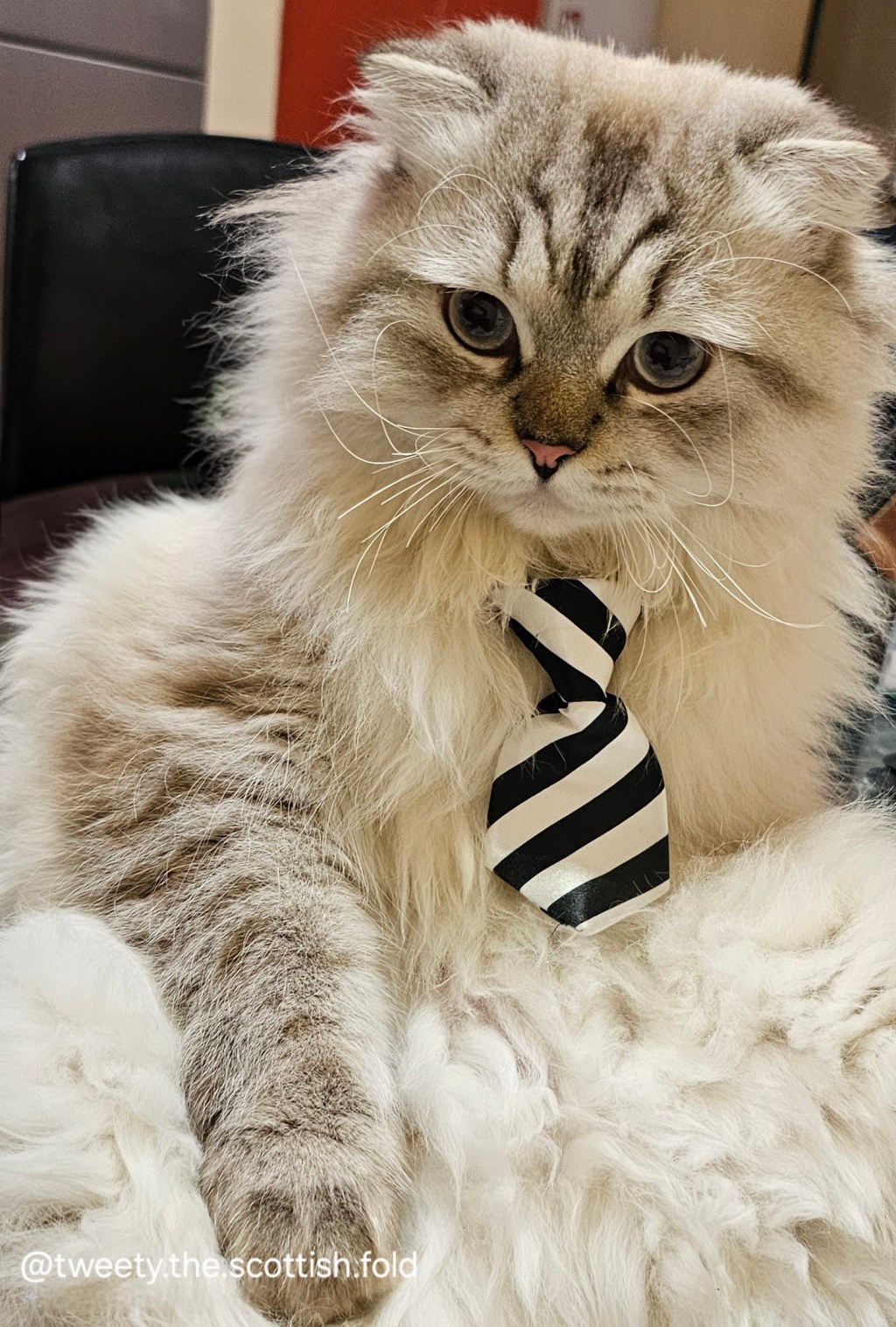 Tweety – Our Little&nbsp;Miracle